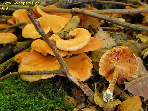 Gymnopilus penetrans - 