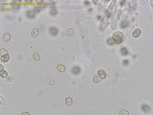 Pluteus leoninus - Spore/n - 