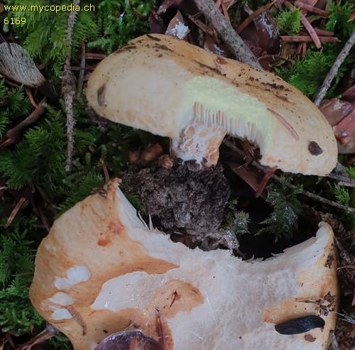 Lactarius scrobiculatus - 