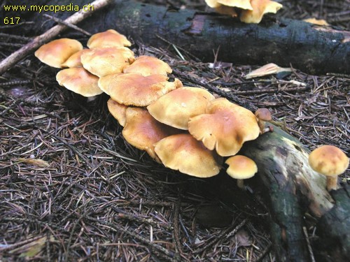 Gymnopilus penetrans - 