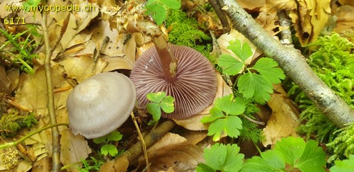 Mycena pelianthina - 