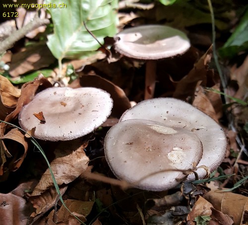 Mycena pelianthina - 