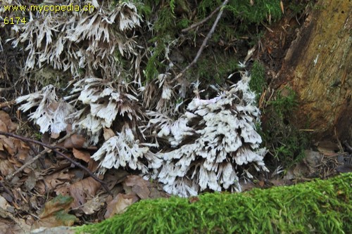 Thelephora anthocephala - 