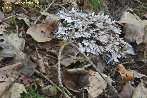 Thelephora anthocephala - 