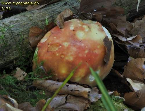 Russula faginea - 