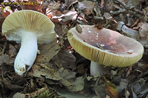 Russula cuprea - 