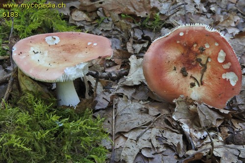 Russula emeticicolor - 