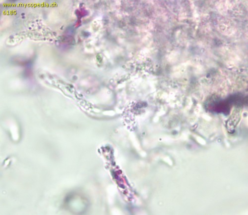 Russula zvarae - Primoridalhyphen inkrustiert - 