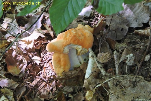 Hydnum rufescens - 