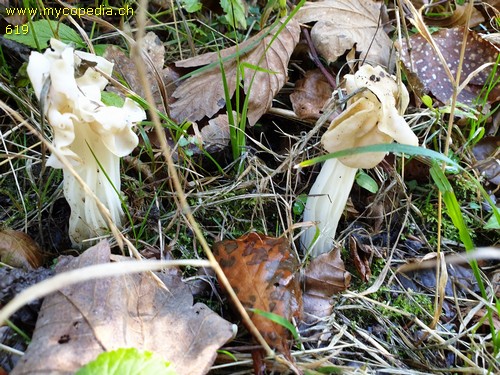 Helvella crispa - 