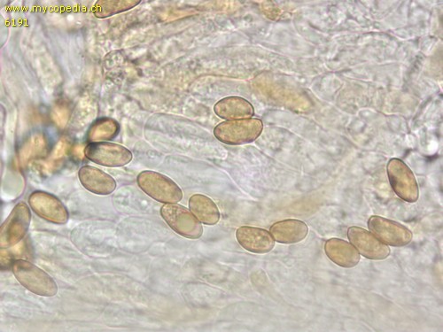 Inosperma cervicolor - 