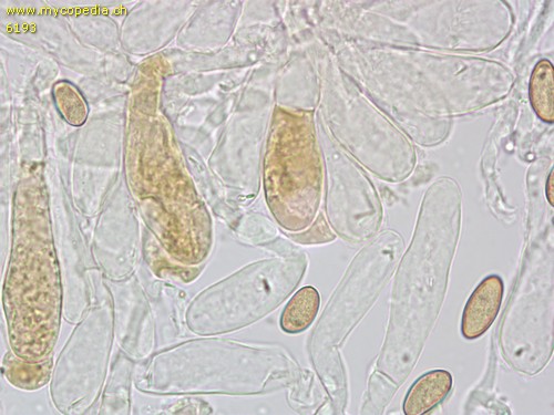 Inosperma cervicolor - Cheilozystiden - KOH  - 