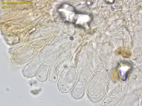 Inosperma cervicolor - Cheilozystiden - 