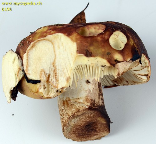 Russula faginea - 