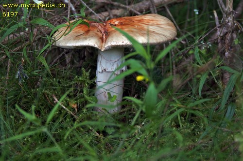 Amanita rubescens - 