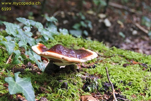 Ganoderma lucidum - 