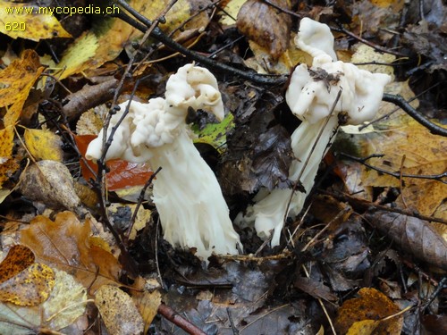 Helvella crispa - 