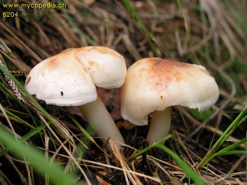 Rhodocollybia maculata - 