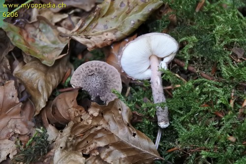 Lepiota fuscovinacea - 