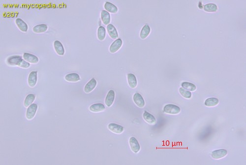Lepiota fuscovinacea - Spore/n - Wasser  - 