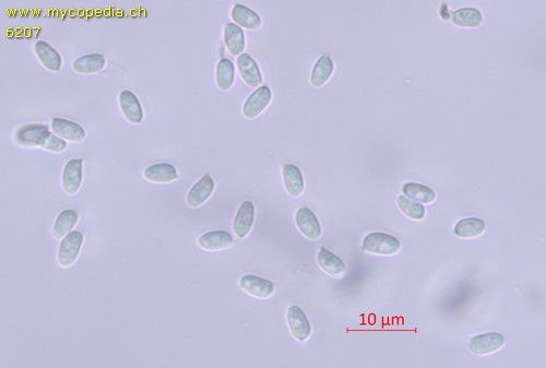 Lepiota fuscovinacea - Sporen - Wasser  - 