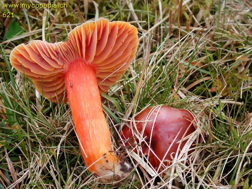 Hygrocybe punicea - 