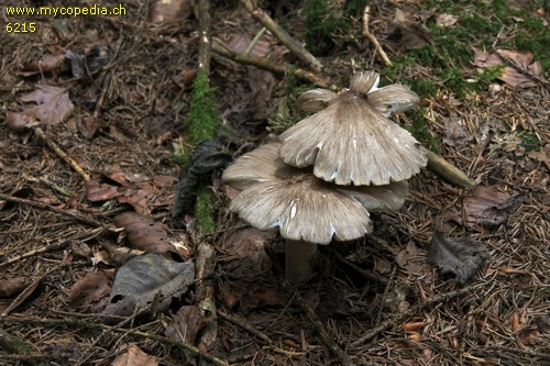 Clitocybula platyphylla - 