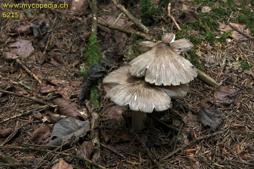 Megacollybia platyphylla - 