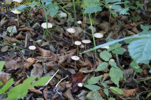 Psathyrella microrhiza - 