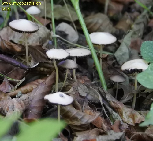 Psathyrella microrhiza - 