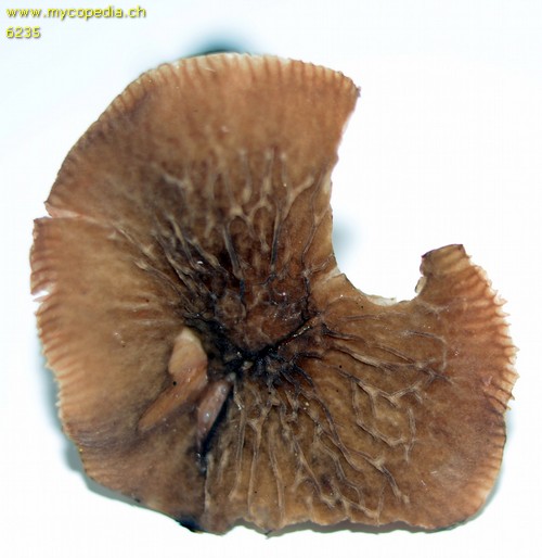 Pluteus thomsonii - 