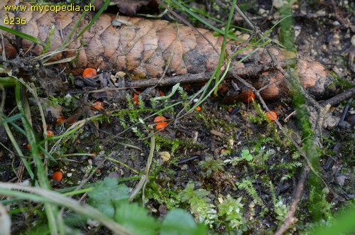 Scutellinia trechispora - 