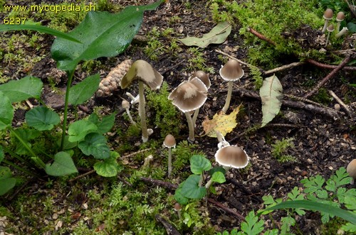 Psathyrella spadiceogrisea - 