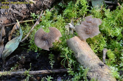 Pluteus thomsonii - 