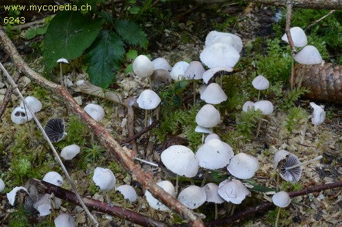 Psathyrella microrhiza - 