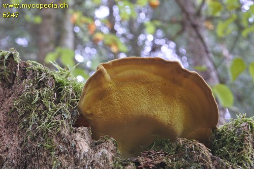 Laetiporus sulphureus - 