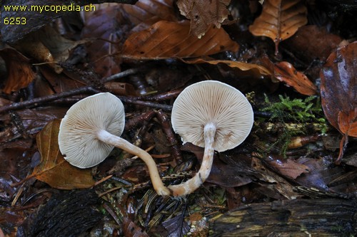 Ripartites tricholoma - 