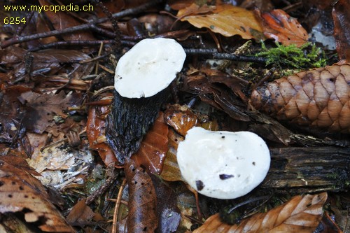 Ripartites tricholoma - 