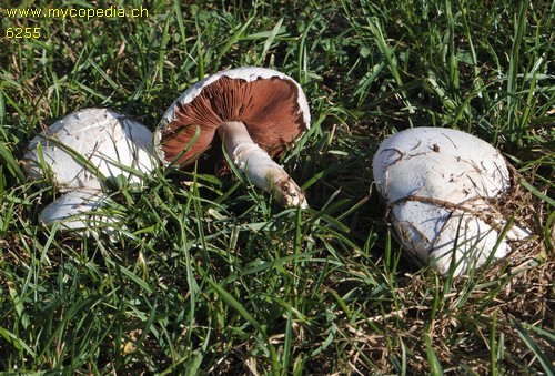 Agaricus campestris - 