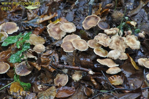 Gymnopus brassicolens - 