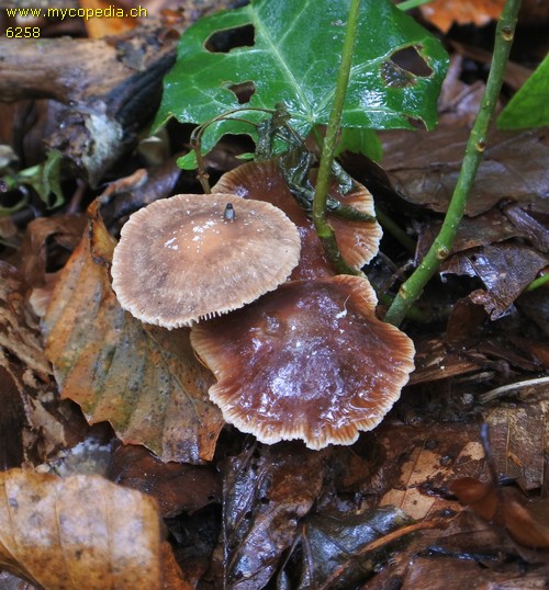 Gymnopus brassicolens - 