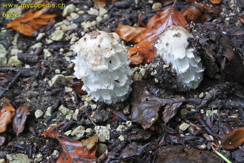 Coprinus comatus - 