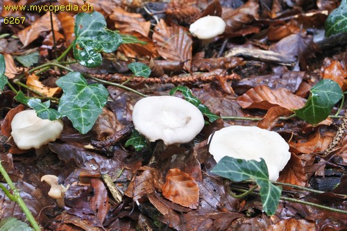 Singerocybe phaeophthalma - 