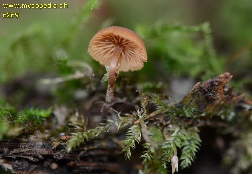 Galerina tibiicystis - 