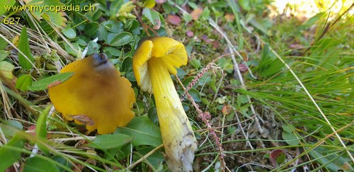 Hygrocybe conica - 