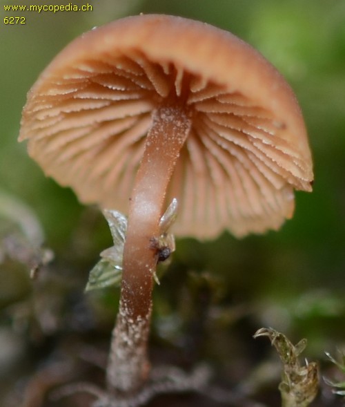 Galerina tibiicystis - 