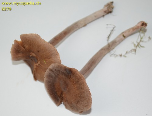 Cortinarius umbrinolens - 