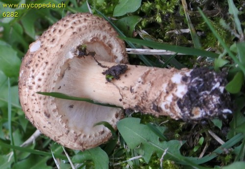 Lepiota aspera - 