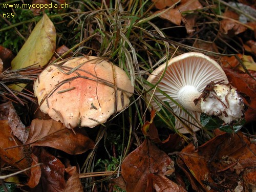 Hygrophorus pudorinus - 