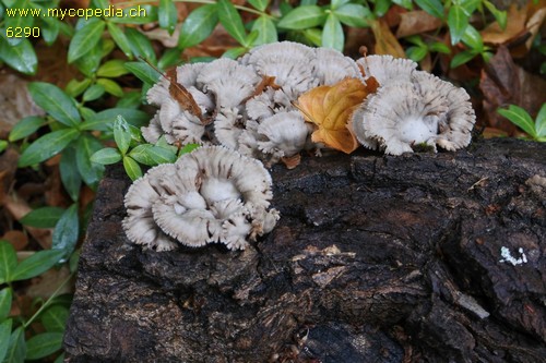 Schizophyllum commune - 